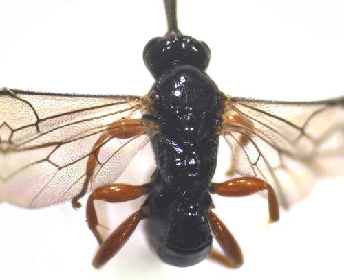 Réf. 316 967 : Exochus sp.